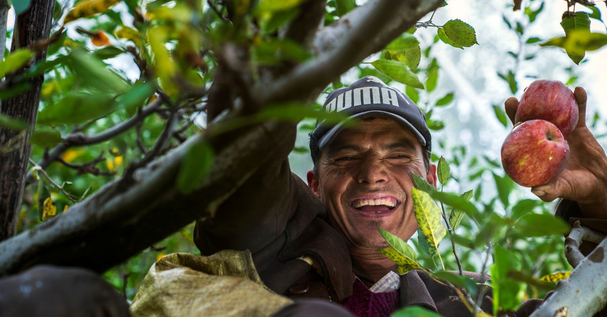 Meet Ramana Reddy: The Farmer Who Grew Israeli Apples in Andhra Pradesh's 45°C Heat